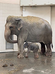 Elefantenbaby Otto wurde am 11.11.2020 im Tierpark Hellabrunn geboren -  Elefantendame Temi ist erneut Mutter!  (©Foto: Tierpark Hellabrunn